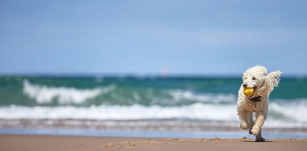 Miniature poodle running on the beach