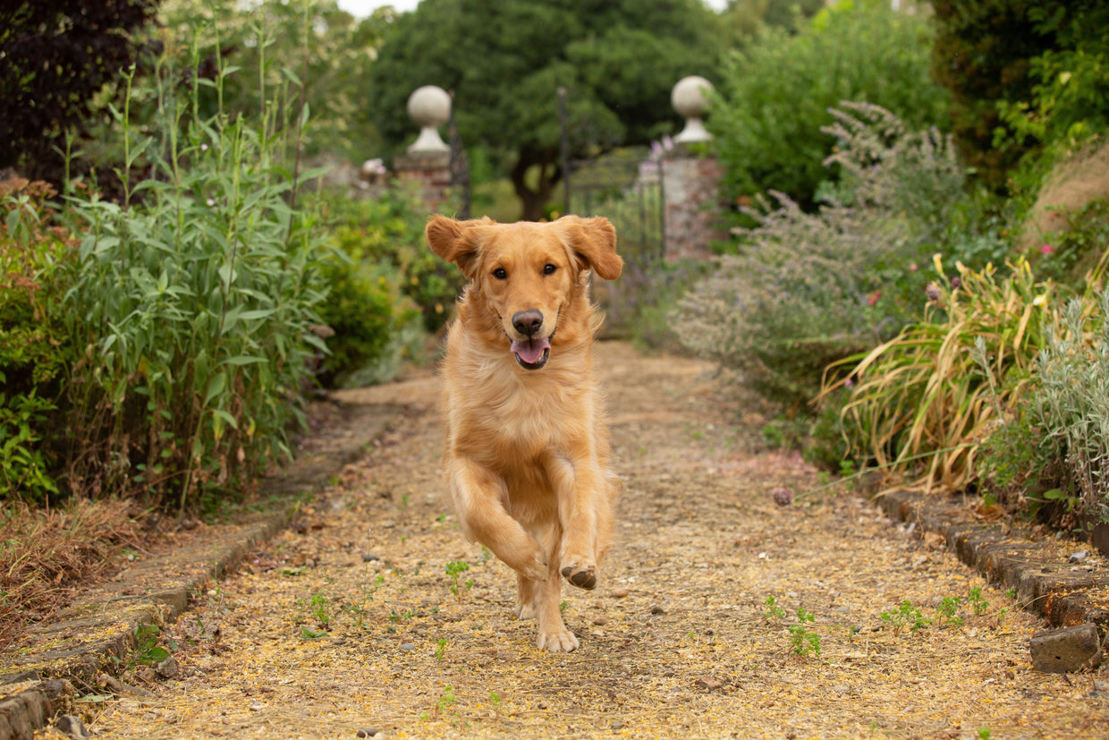 Your guide to YuMOVE – which products work best together?