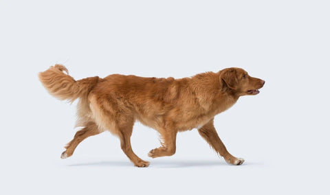 golden retriever walking