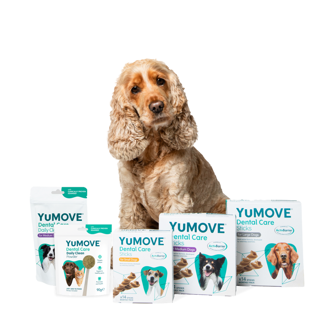 Dog with yumove dental care range