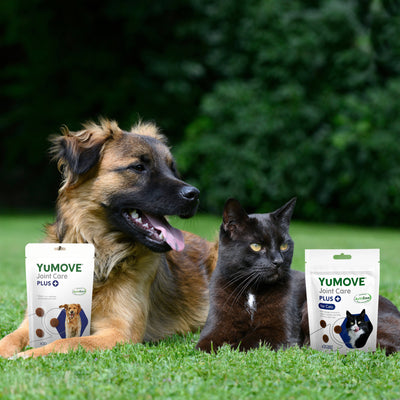 Dog & Cat Bundle Bundle 2