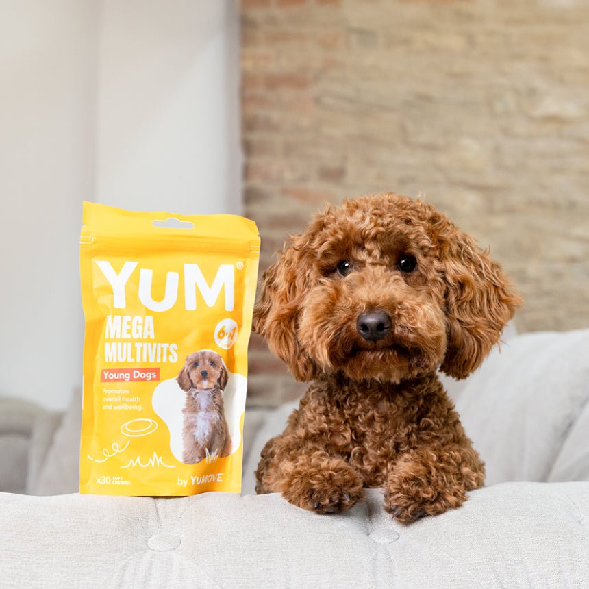 Young dog with pack of multivitamins