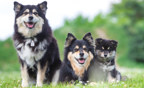 Three Finnish Lapphund on grass 