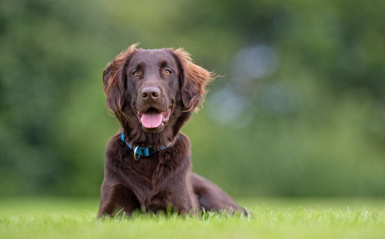 Dog on grass 