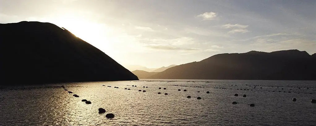 A guide to Green Lipped Mussels for your dog