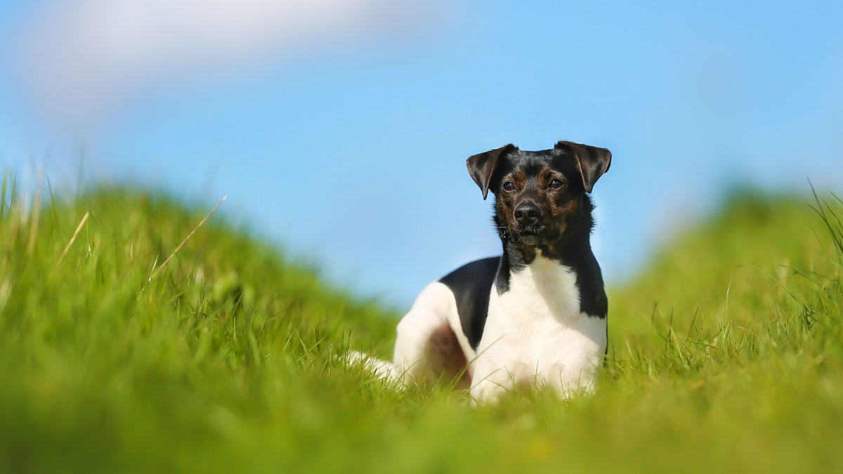 Separation anxiety in dogs