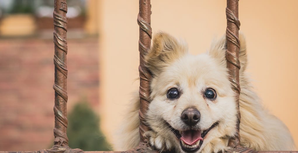 Excited dog at gate