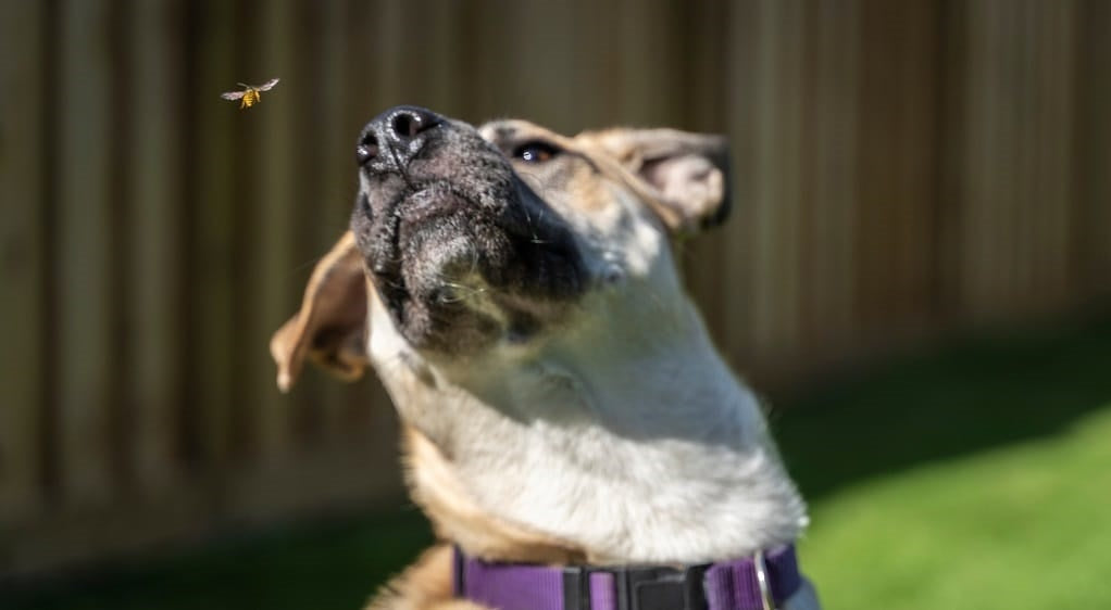 What to do when your dog gets stung by a bee
