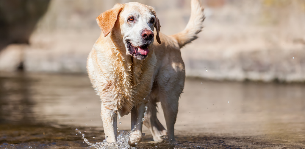 Is your senior dog going deaf?