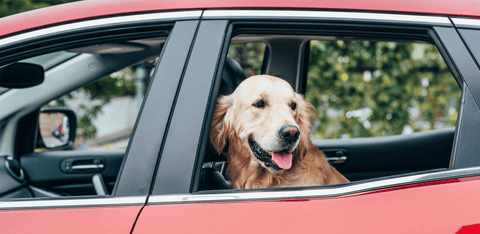 Labrador sitting in red car