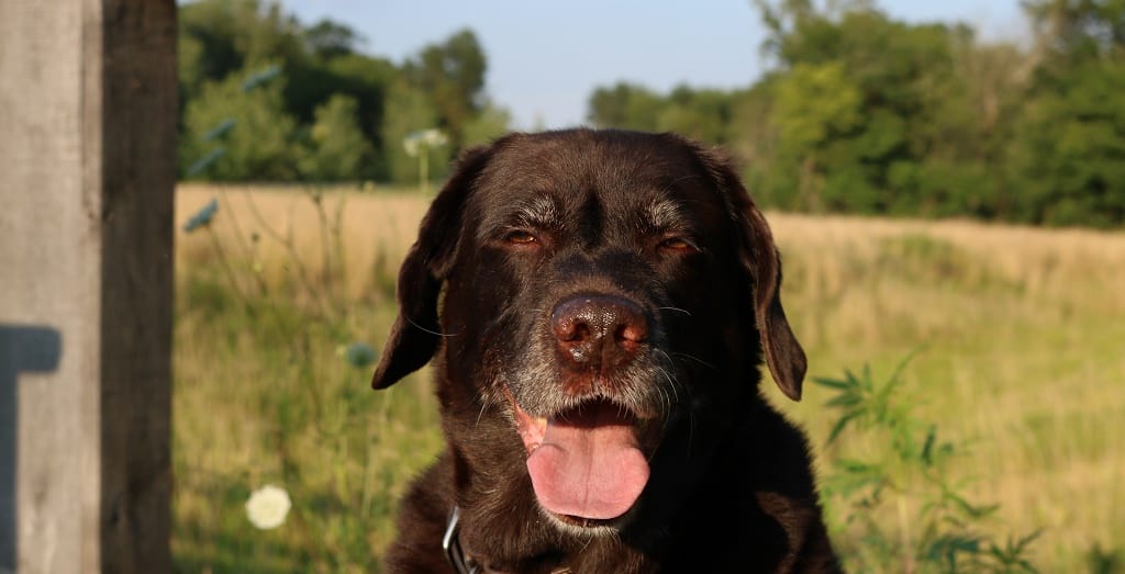 Charlie the Chocolate Lab who inspired YuMOVE