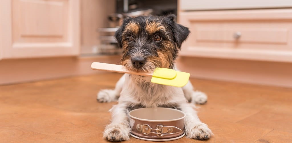 Jack Russell ready to bake