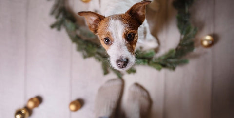 Jack Russell looking up