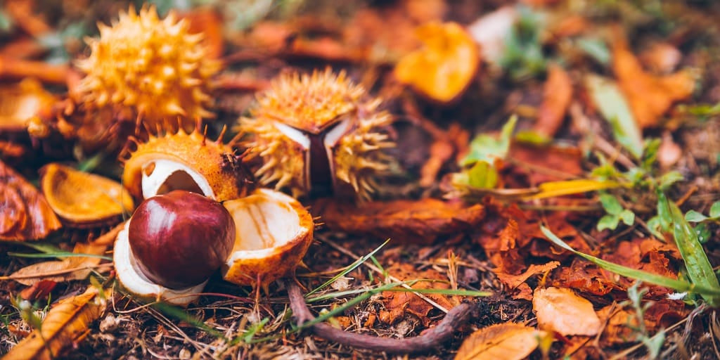 Are conkers toxic to dogs?
