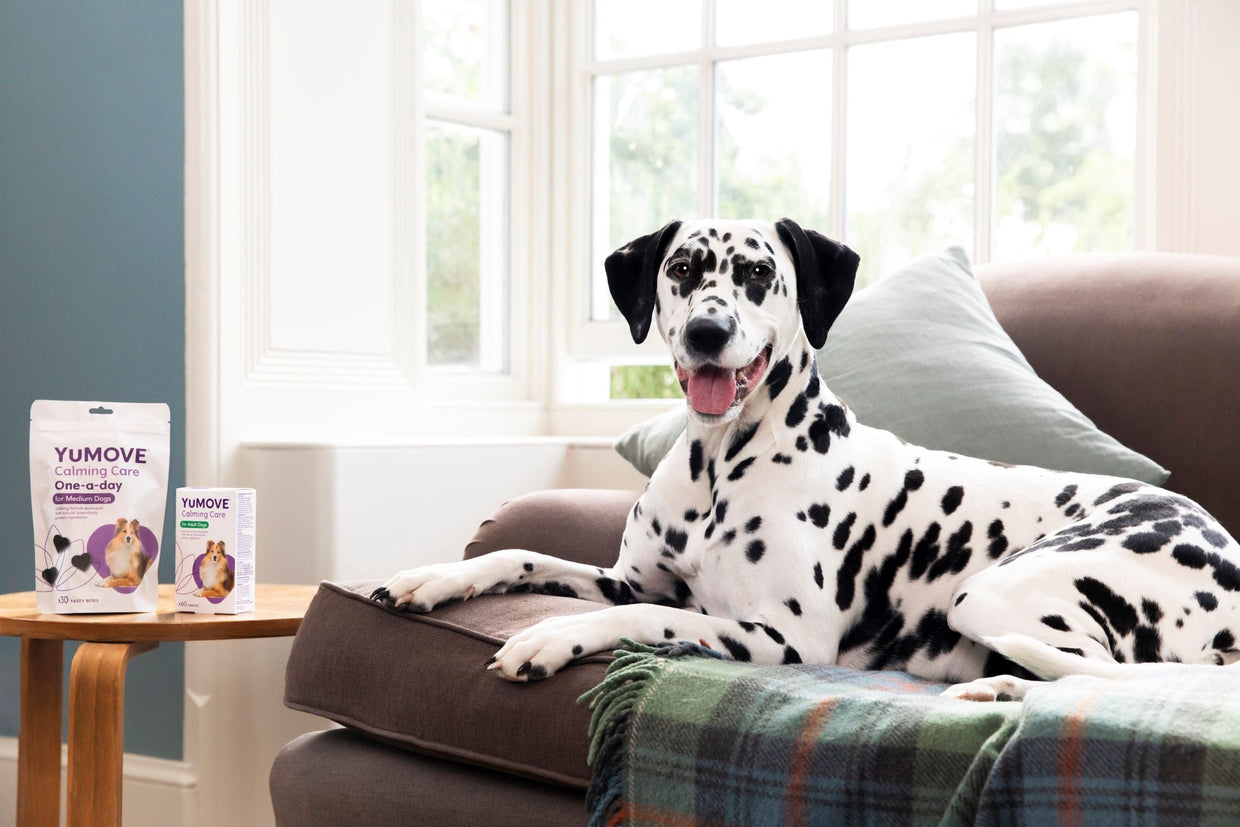 Dalmation with YuMOVE Calming Care range