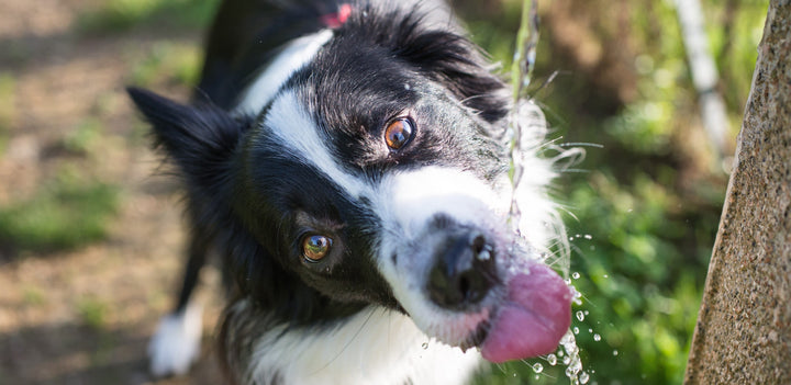 How much water does your dog need?
