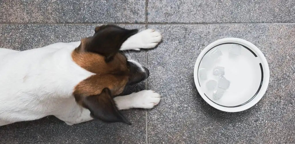 Are ice cubes bad for dogs?