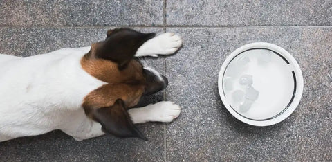 Can dogs have ice cubes? What to know