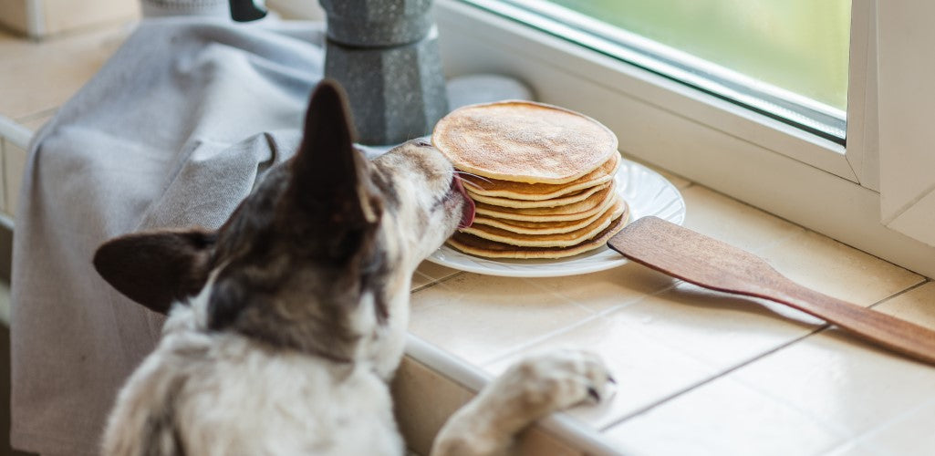 Dog pancakes, anyone?
