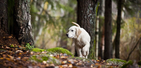 Labrador in Woods