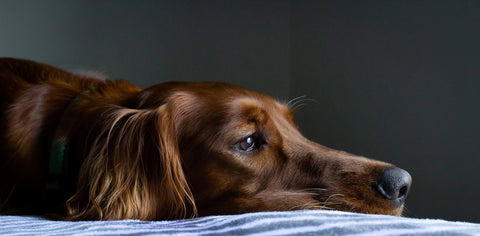 Spot Signs of Dog Depression