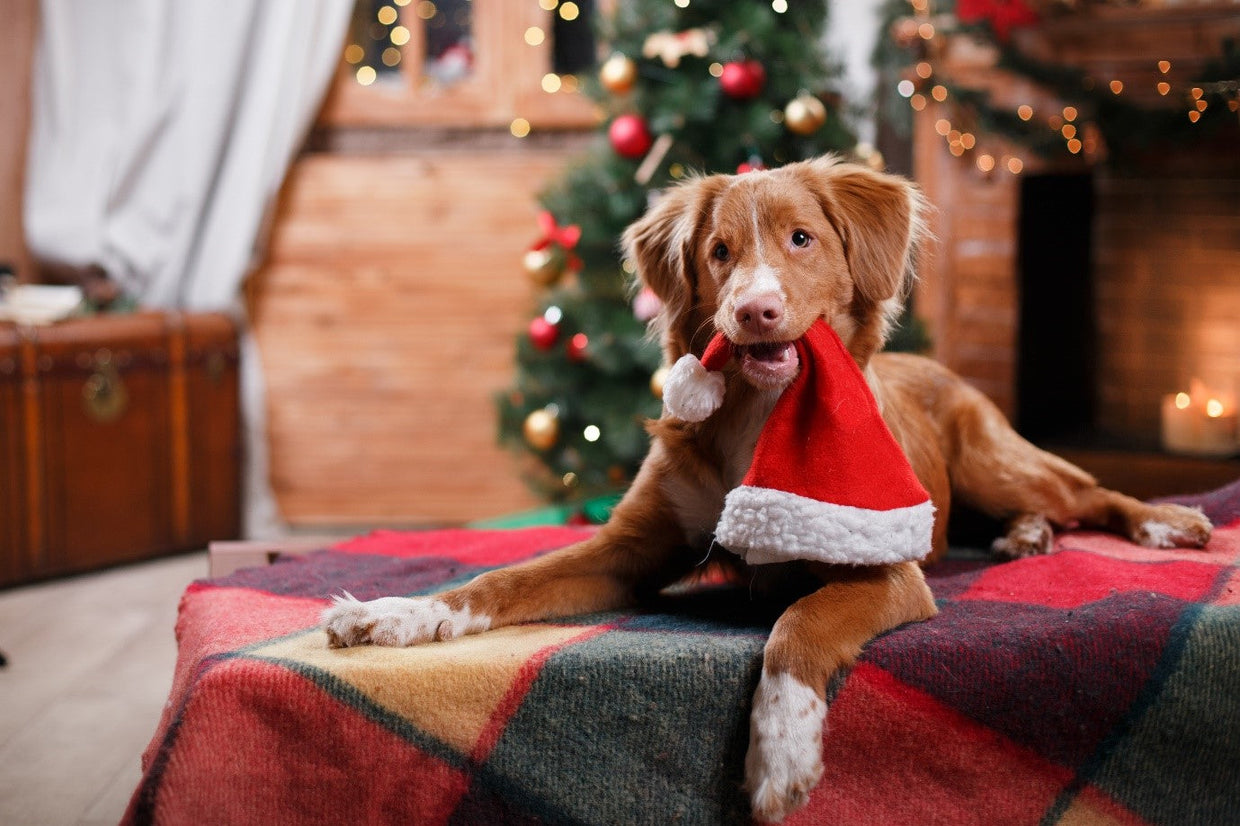 Dog with a Christmas hat in its mouth