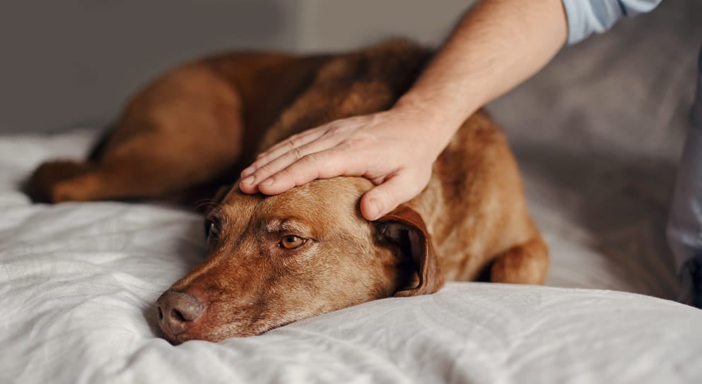 Dog being petted