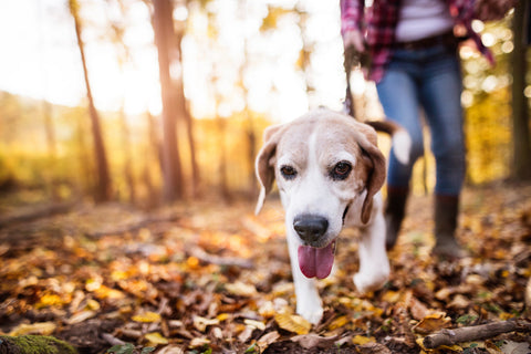 The dangers of autumn