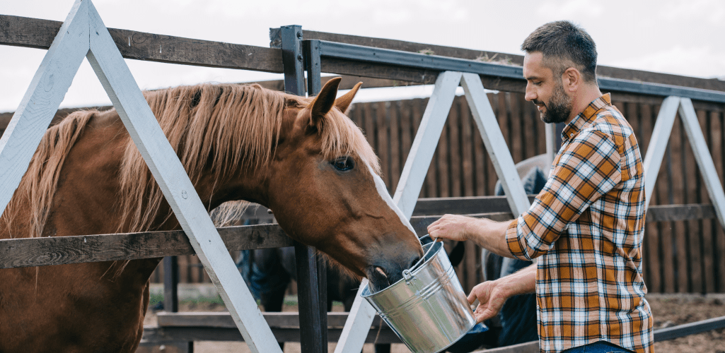 Feeding a senior horse