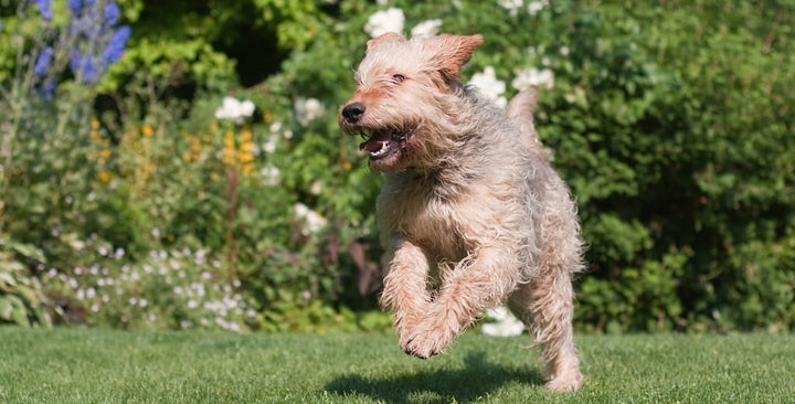 Fun garden activities for you and your dog