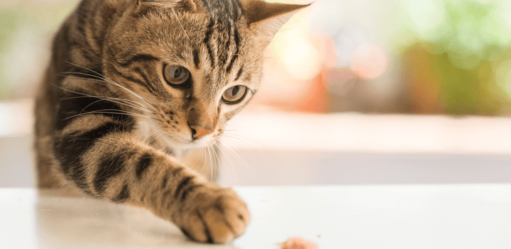 Getting a fussy cat to eat