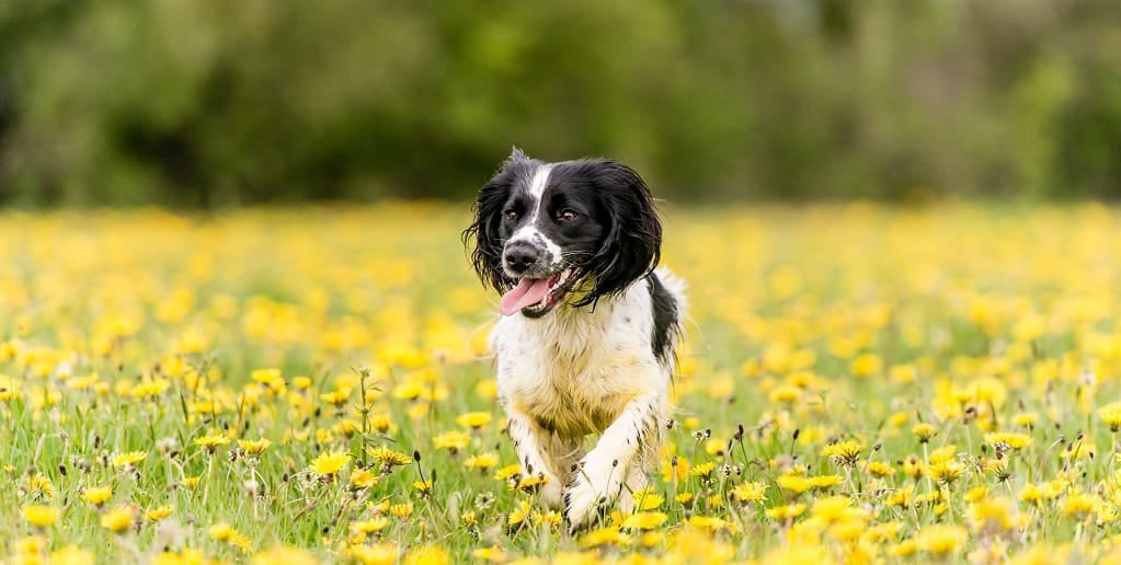 What Are Harvest Mites on Dogs?