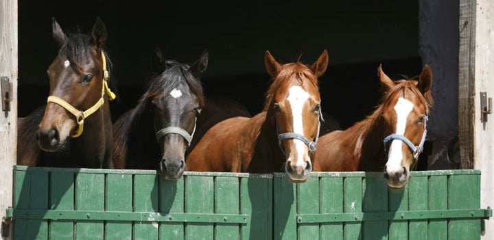 Reading your horse’s body language