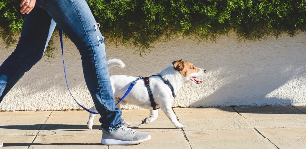 Hot paws on the pavement