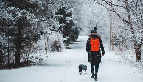Walking your dog in icy conditions