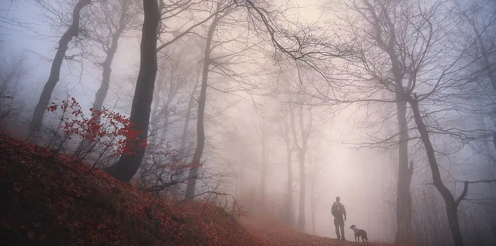 Walking dog in a foggy wood