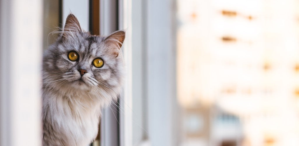 In or out? Keeping your cat's joints healthy