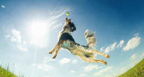 Is jumping bad for your dog's joints?