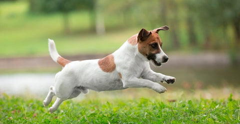 Jack Russell leaping