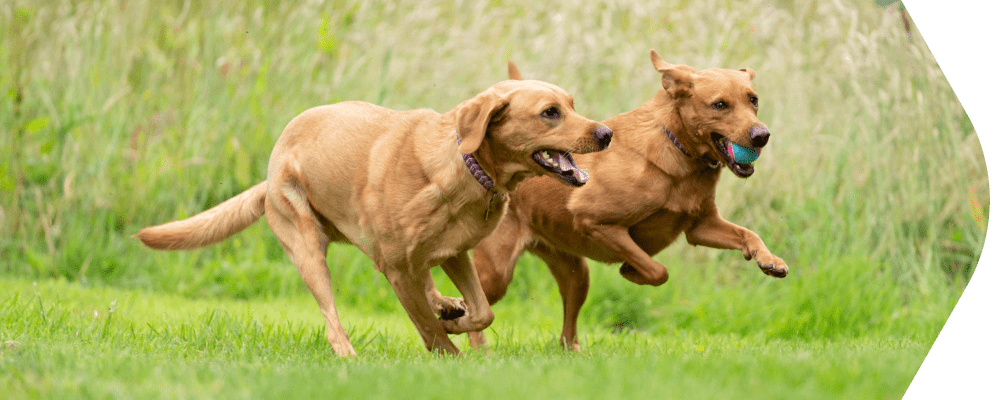 Stiff joints in dogs: Why your dog's joints hurt & caring for them