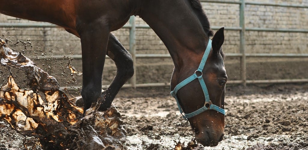 Understanding Mud Fever in horses