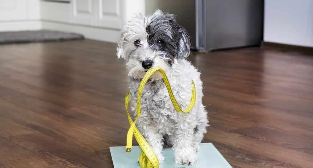 A young dog on the scales