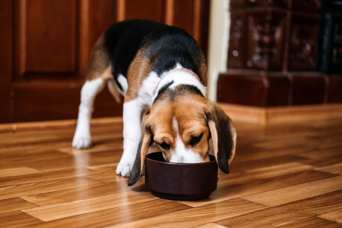 The odd things dogs eat, and how to react