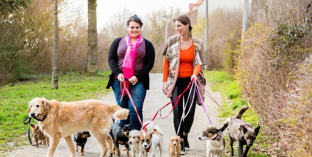 Two women walking dogs