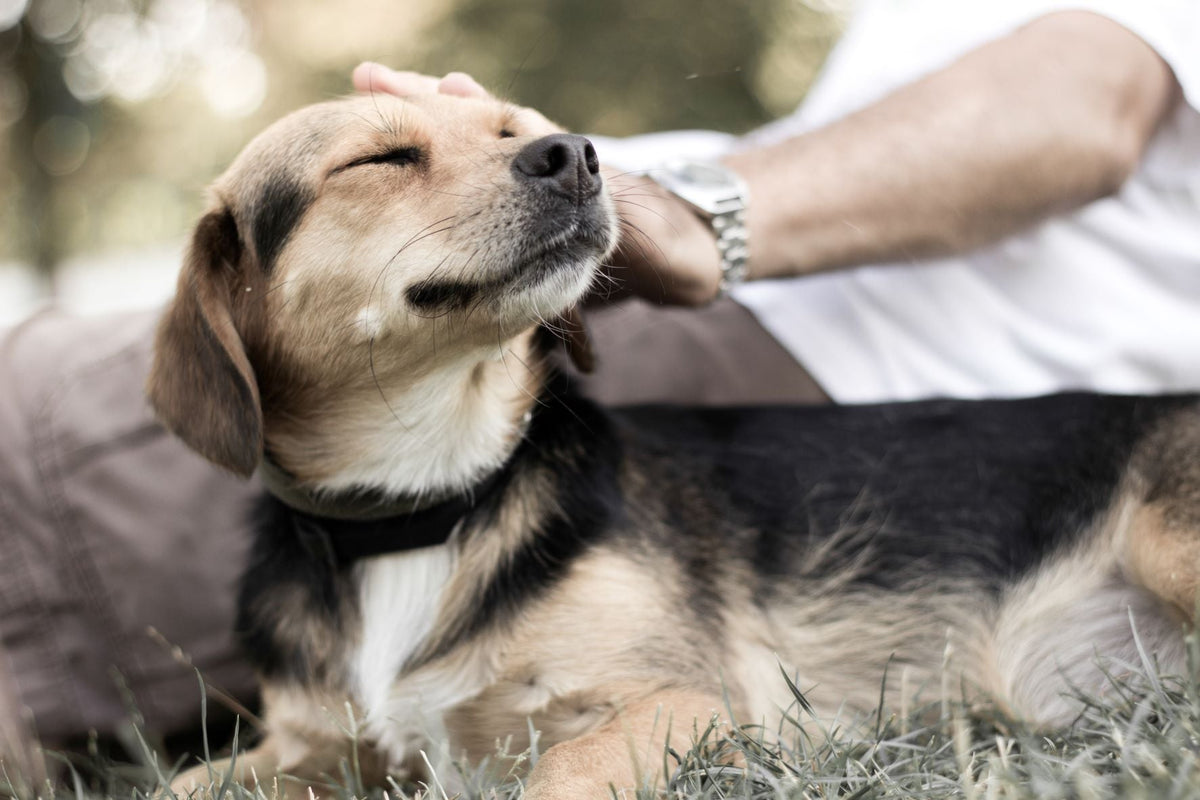 Silent signs of dental discomfort in dogs