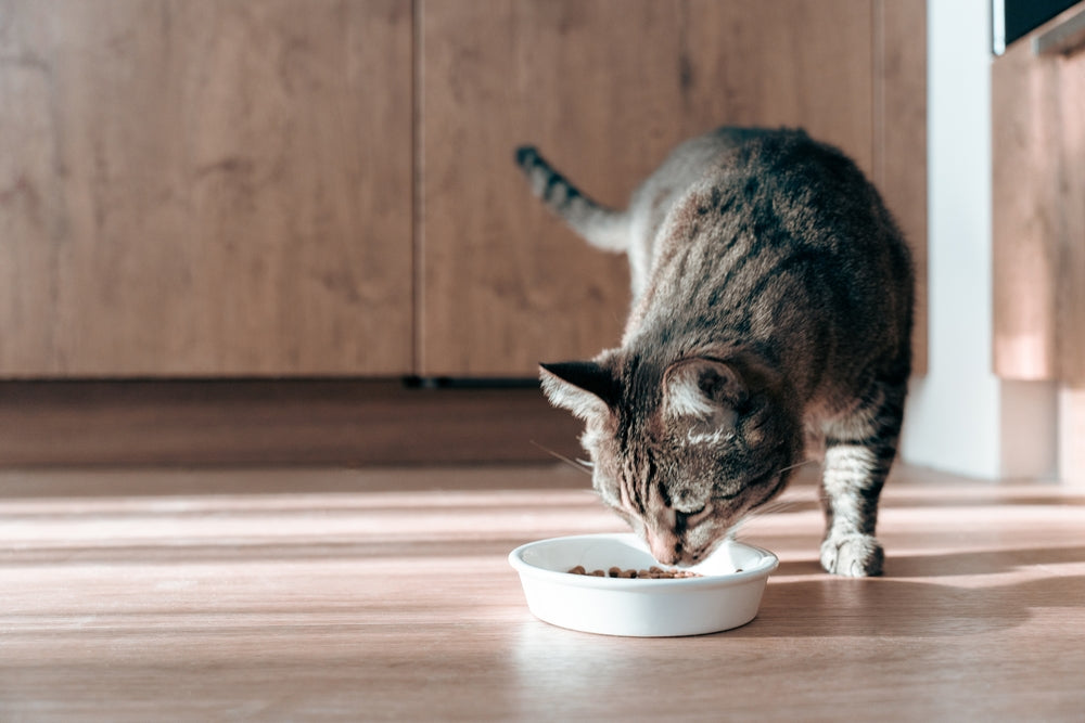 Understanding your cat's digestion