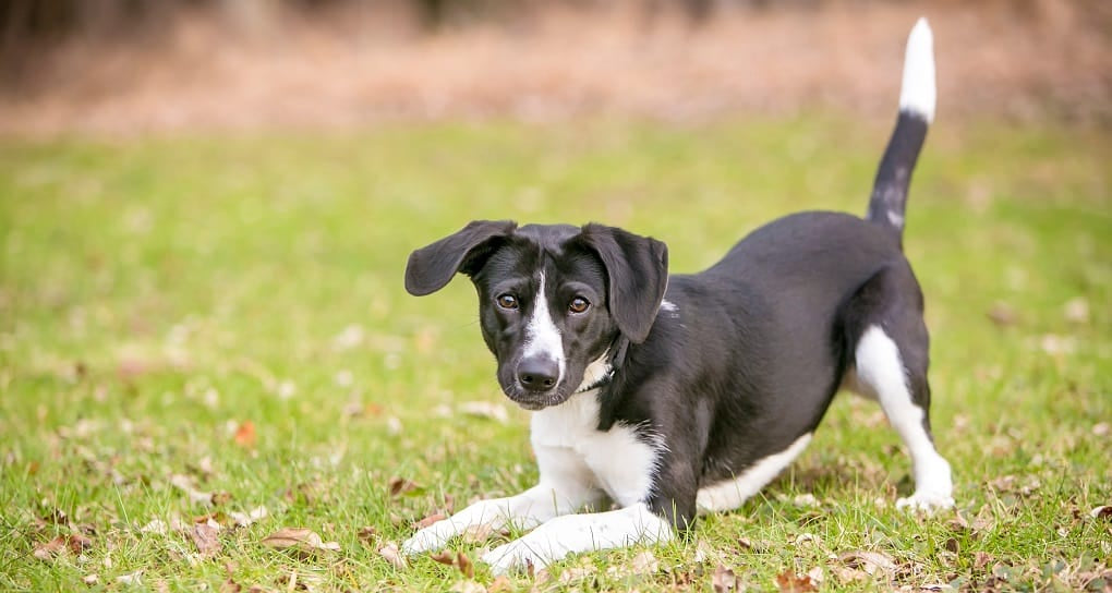 Mixed breed ready to play