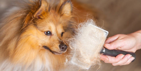 Pomeranian cross being brushed