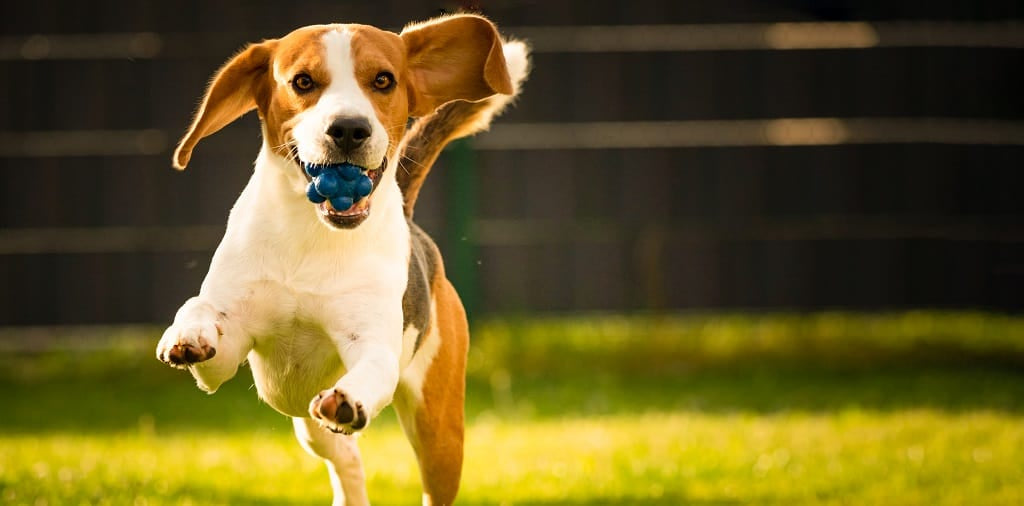 Does Your Younger Dog Need Joint Support Too?