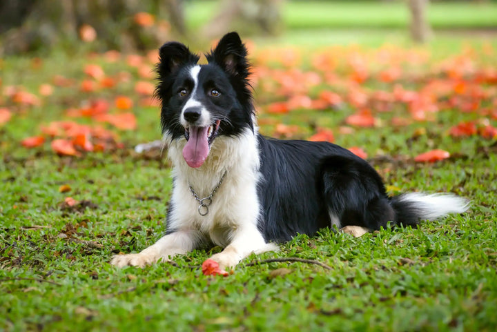 Joint supplements for dogs – Ingredients Q&A